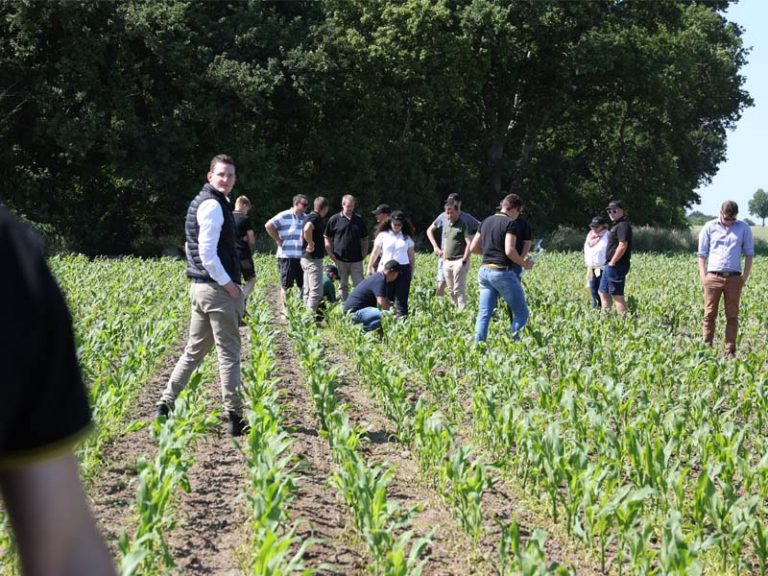 Gruppe von etwa einem Dutzend Menschen steht und geht auf einem Feld mit jungen Maispflanzen bei einer landwirtschaftlichen Vorführung. Die Personen untersuchen die Pflanzenreihen und den Boden. Im Hintergrund dichter Baumbestand, sonniges Wetter.