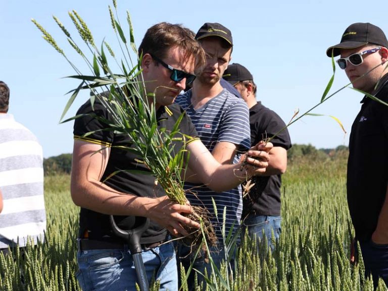 Ein Mann mit Sonnenbrille und schwarzem Poloshirt mit gelbem Rand steht in einem Weizenfeld und hält mehrere ausgerissene Pflanzen mit Wurzeln in der Hand. Er untersucht die Pflanzen aufmerksam. Um ihn herum stehen weitere Männer, einige tragen gestreifte T-Shirts oder Agrisem-Kappen, und beobachten die Pflanzen ebenfalls.